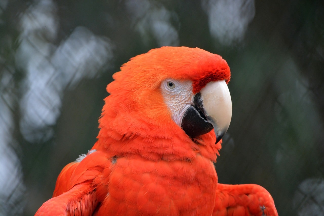 wildlife trade