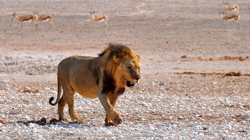 lion bones