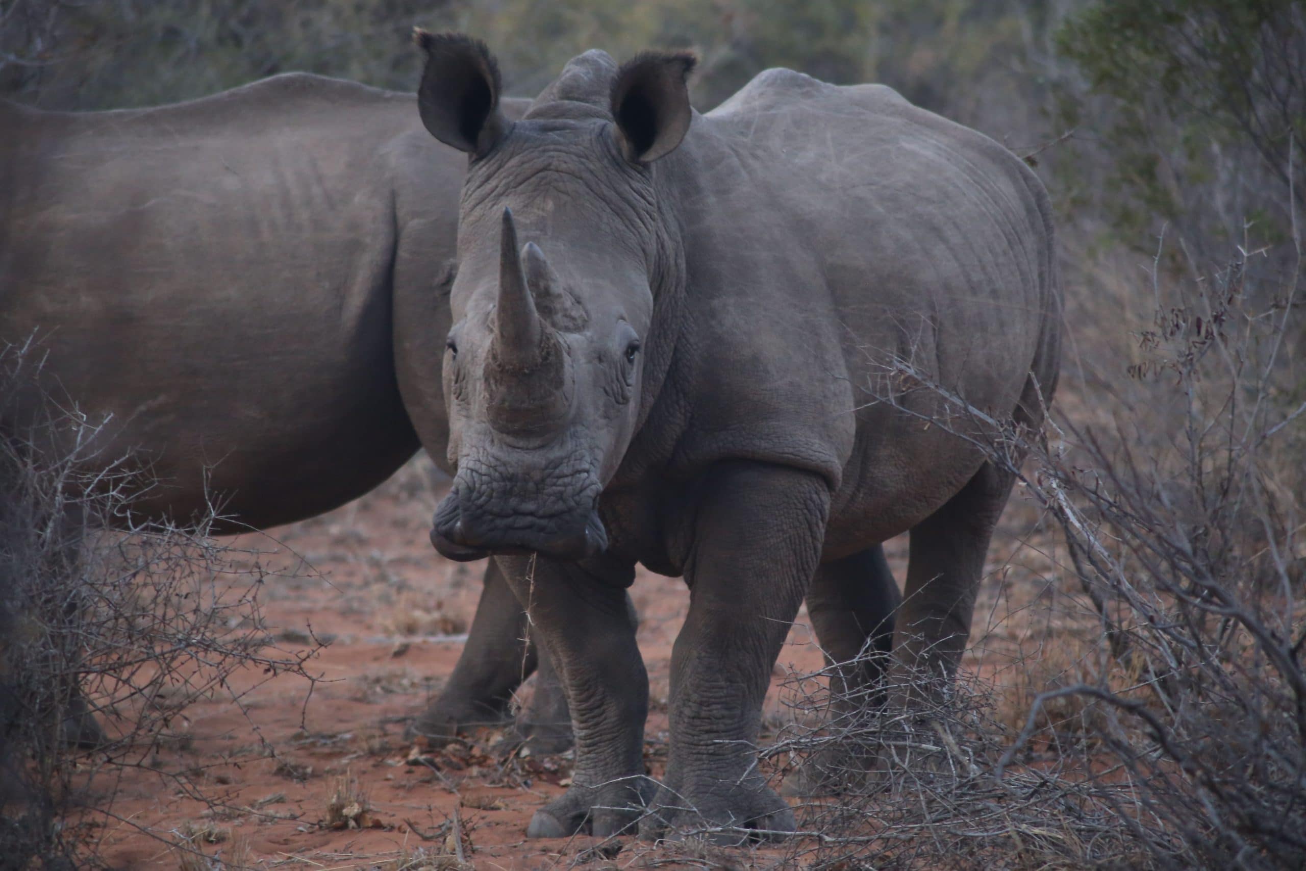 CITES rhinos
