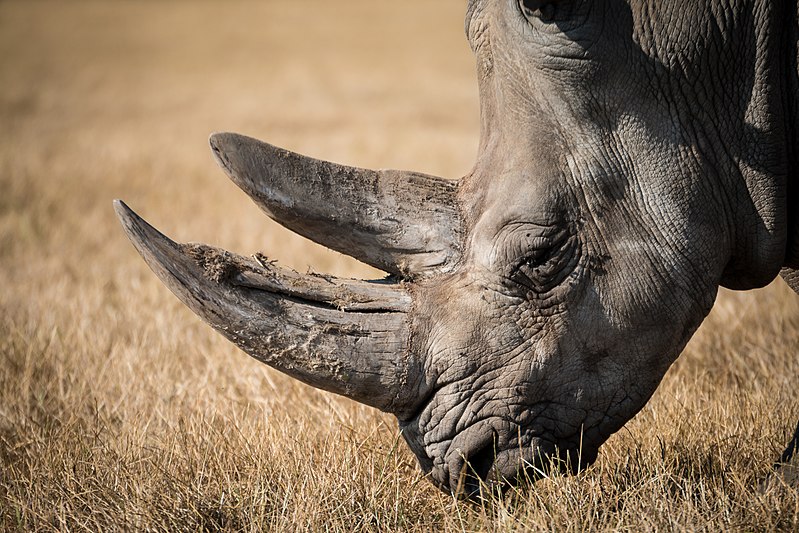 black rhino