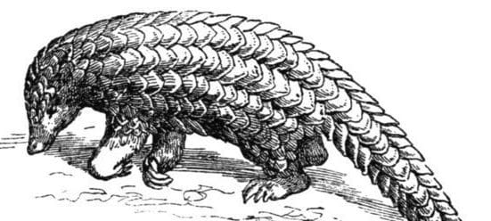 pangolin CITES