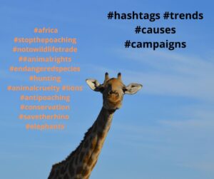 celebrity campaigns
