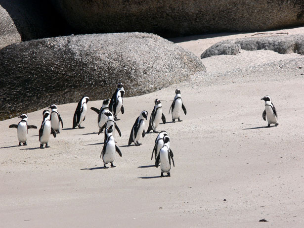 small-scale fishermen and penguins
