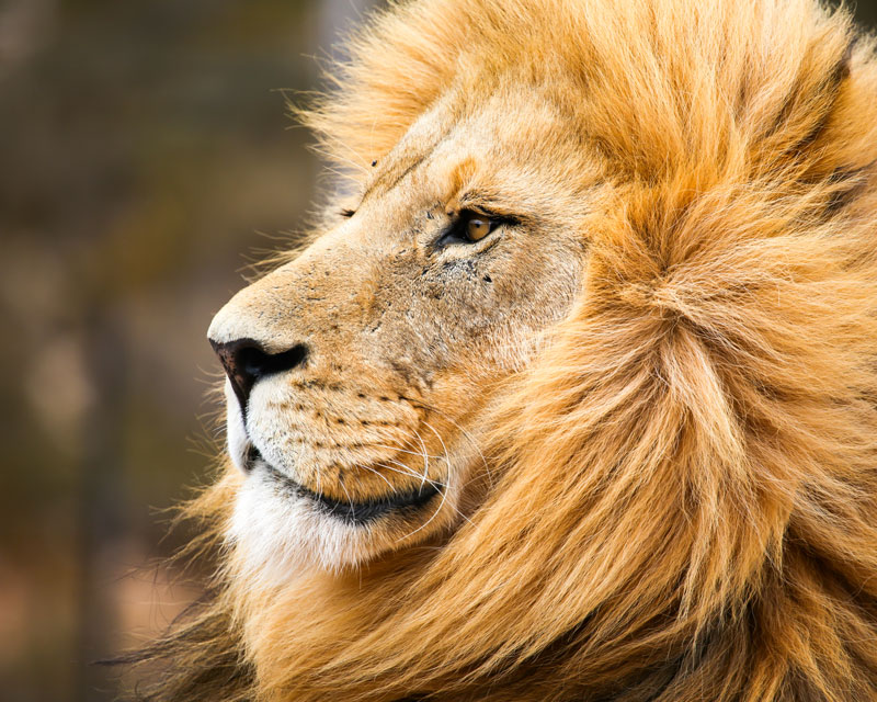 From The Economist: Trophy hunting sparks outrage