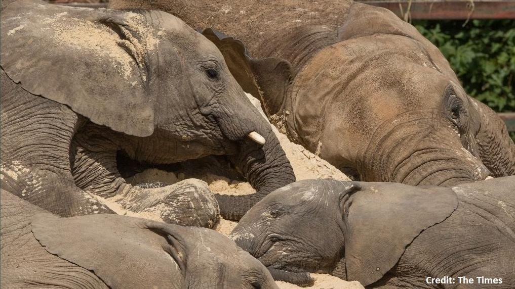 elephants