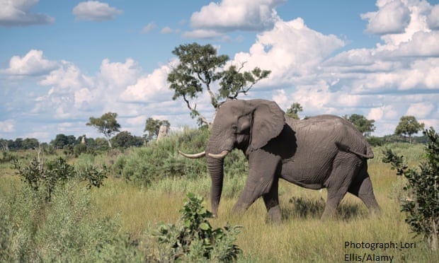 Animals Abroad Act