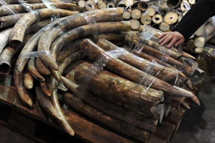 ivory ban