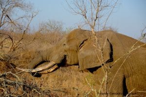 the elephant in the room