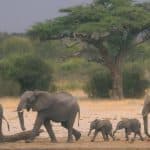 elephants