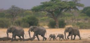 elephants