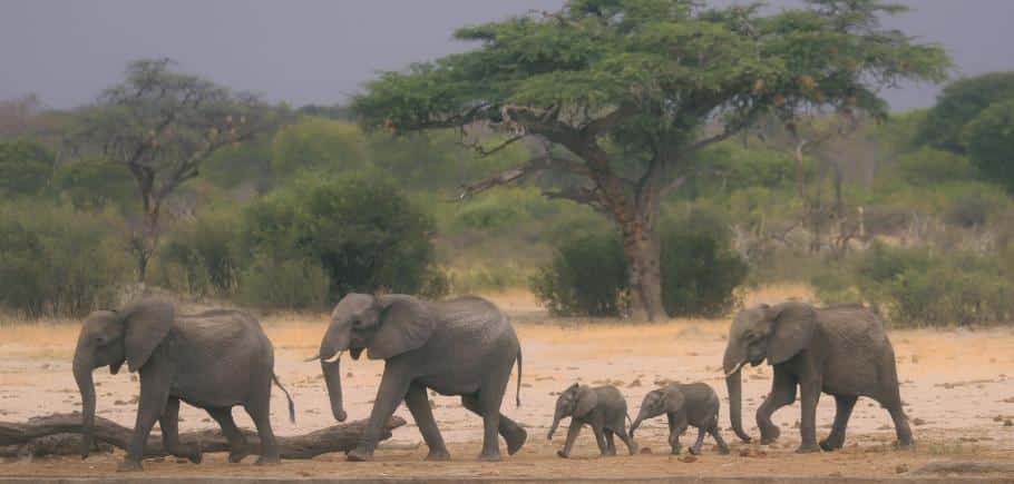 elephants