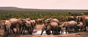 A group of elephants clustered around a waterhole with thick, albeit low, bush stretching behind them to the horizon.
