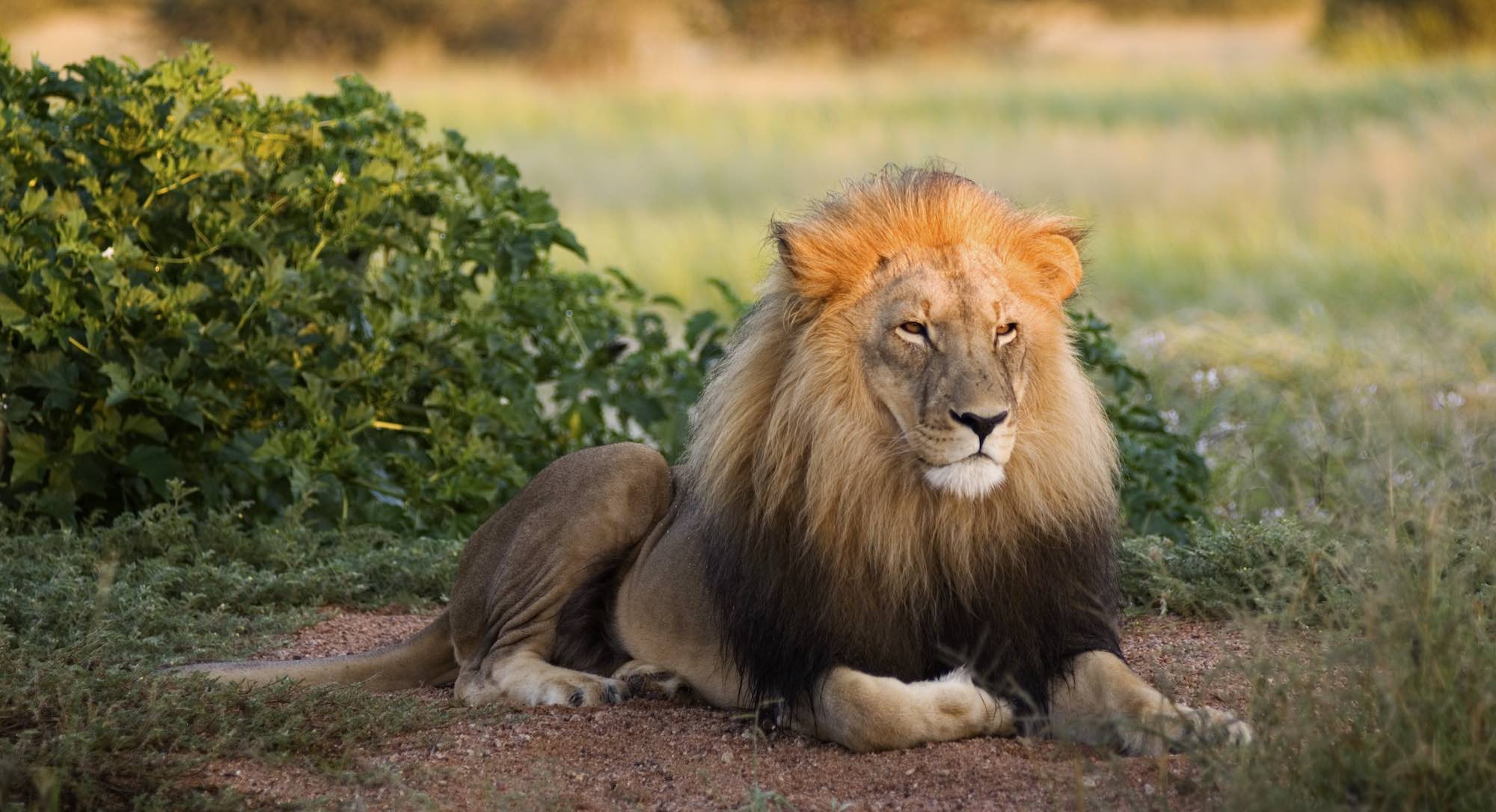 A male lion sitting next to a green bush.