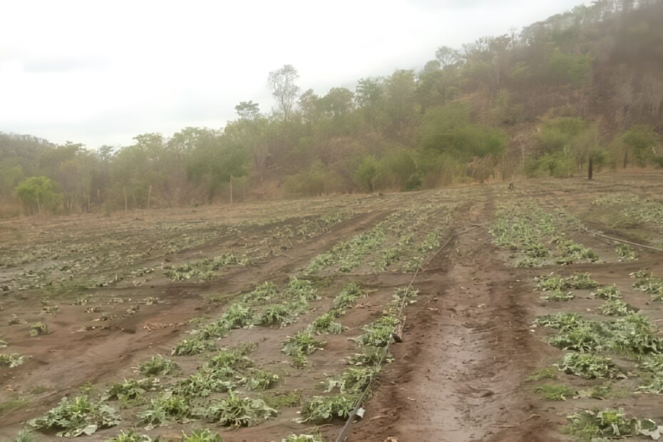 A farmer holding a slingshot stands next to a field of flattened cabbages.