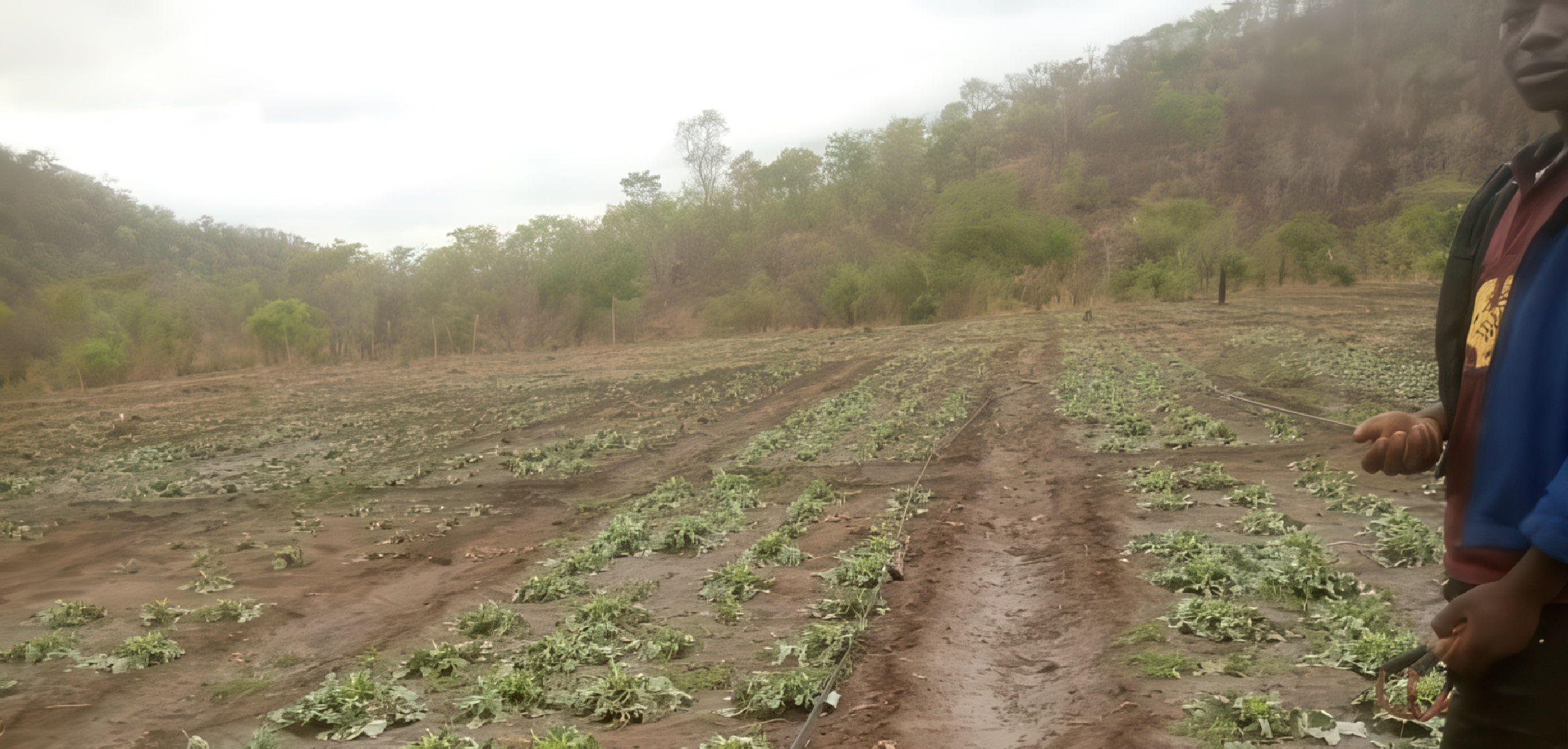A farmer holding a slingshot stands next to a field of flattened cabbages.