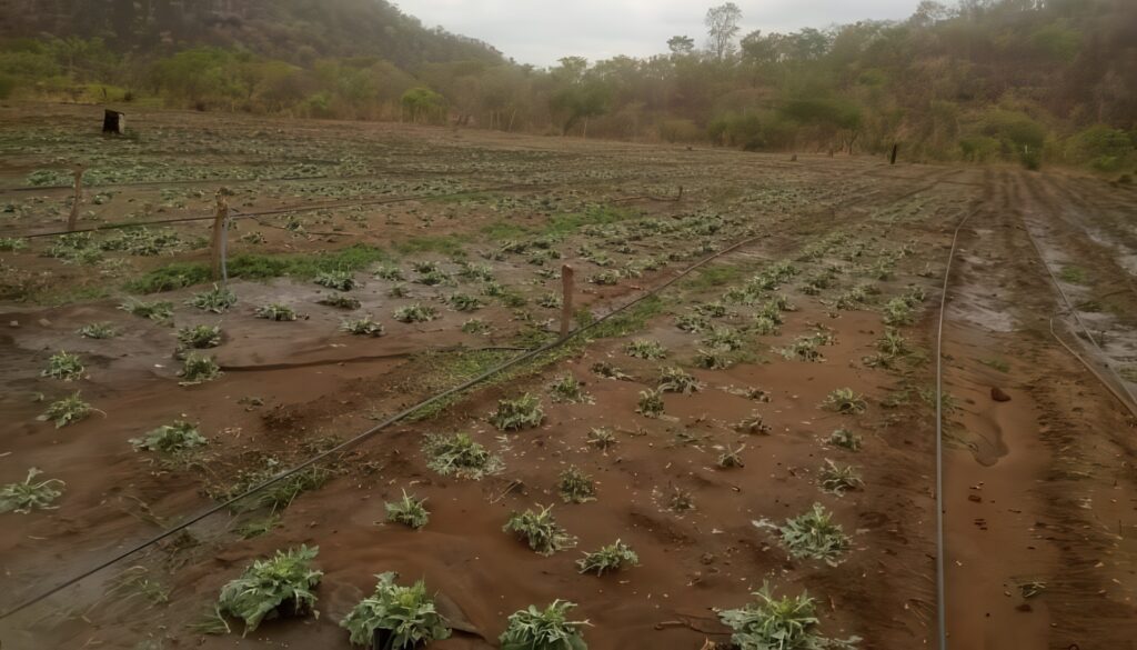 A field of damaged cabbages in the rain.