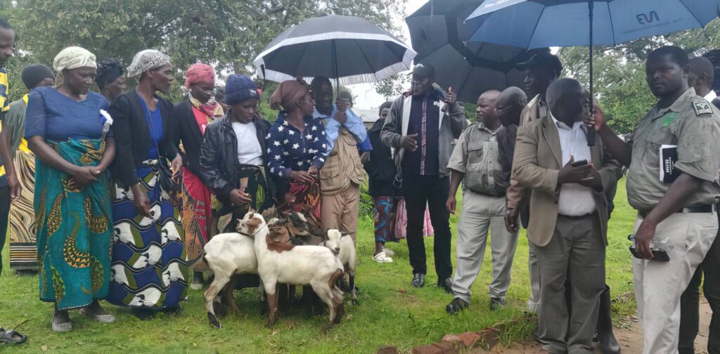 Women, men under umbrellas and goats.